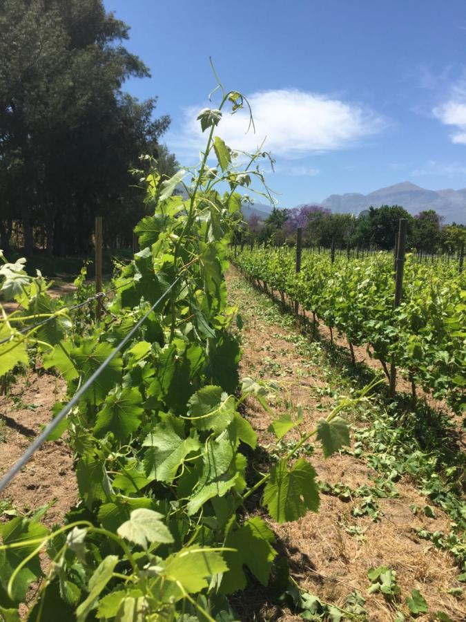 Jacaranda Wine And Guestfarm Villa Wellington Exterior photo